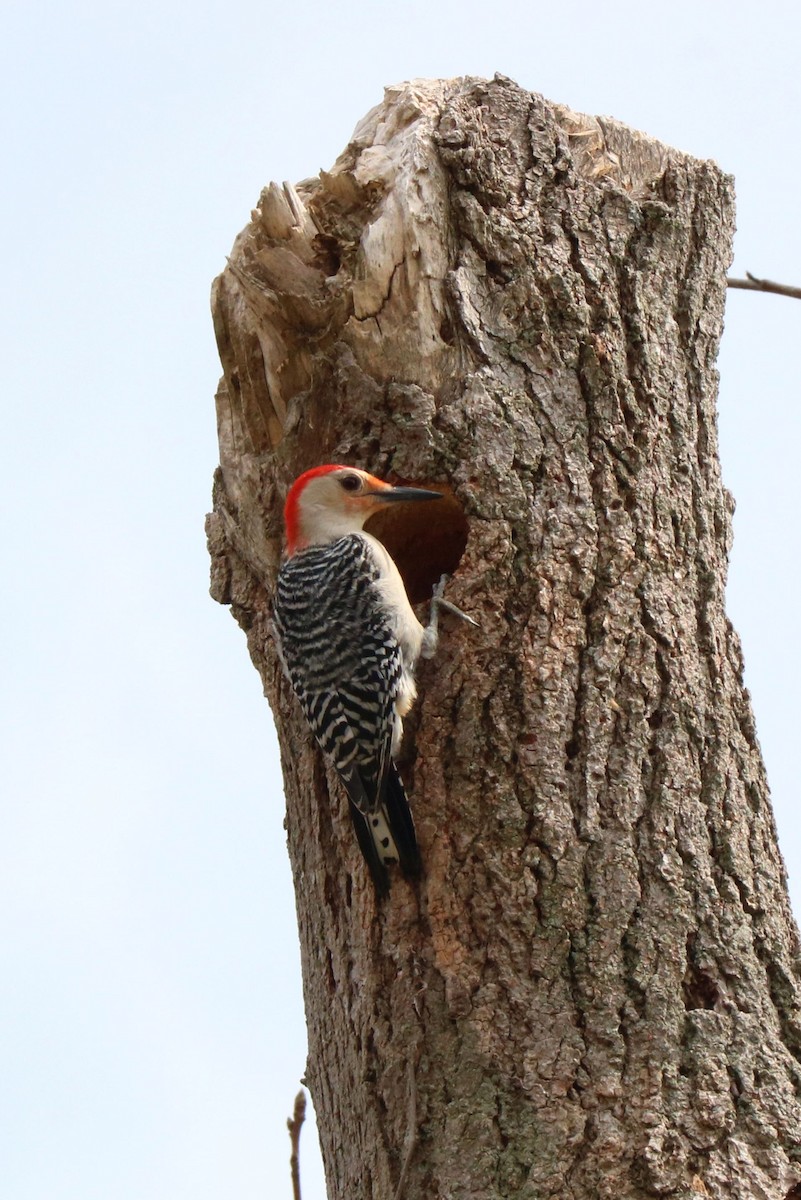 Red-bellied Woodpecker - Jack & Jean Filigenzi