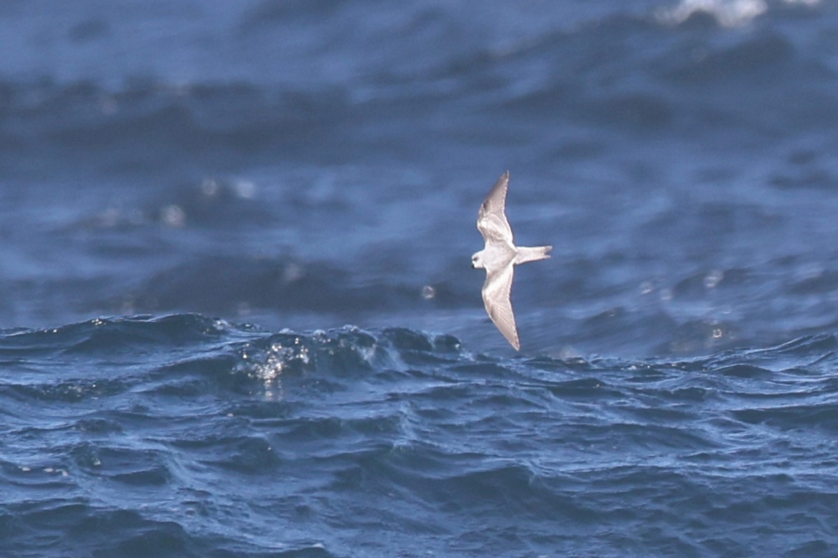 Fork-tailed Storm-Petrel - ML435679501