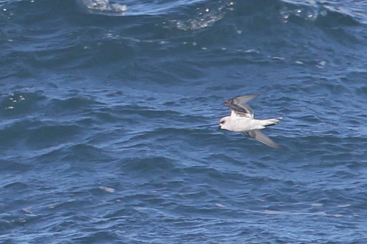 Fork-tailed Storm-Petrel - ML435679531