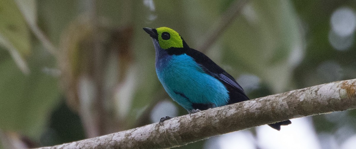 Paradise Tanager - ML435679581