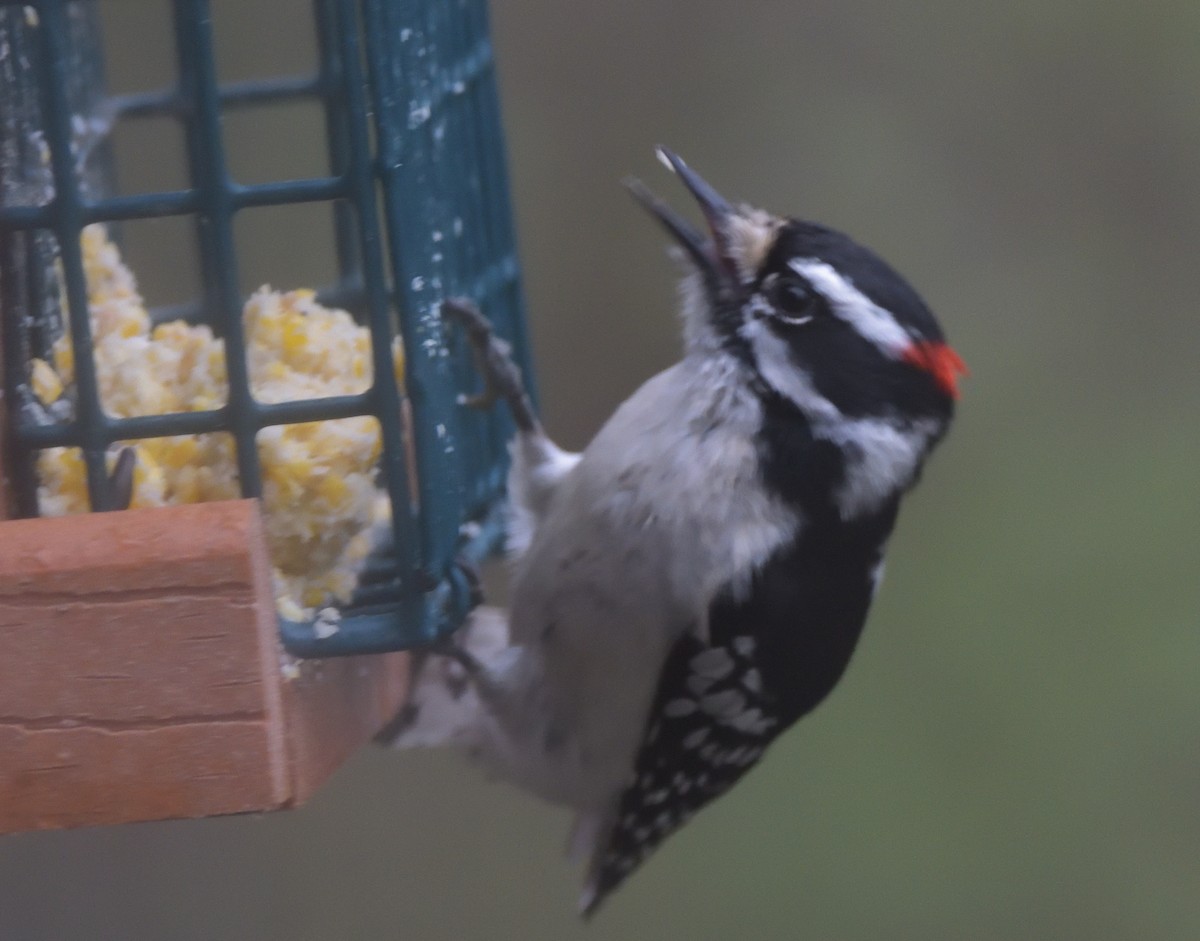 Downy Woodpecker (Eastern) - Robert Tonge