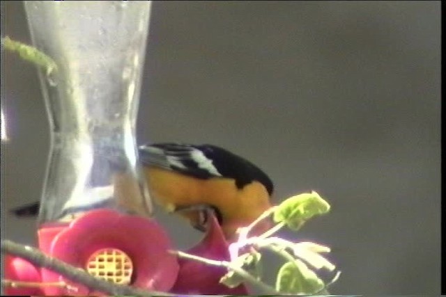 Hooded Oriole (nelsoni Group) - ML435682