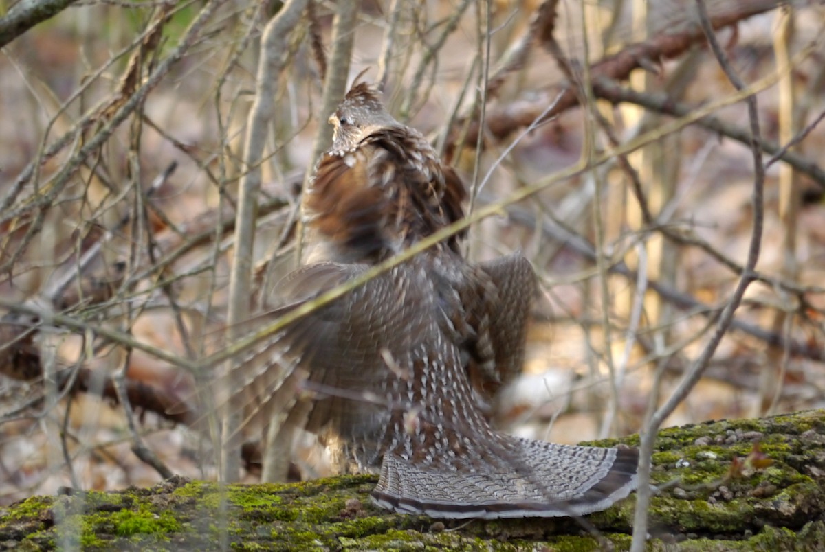 Ruffed Grouse - ML435682411