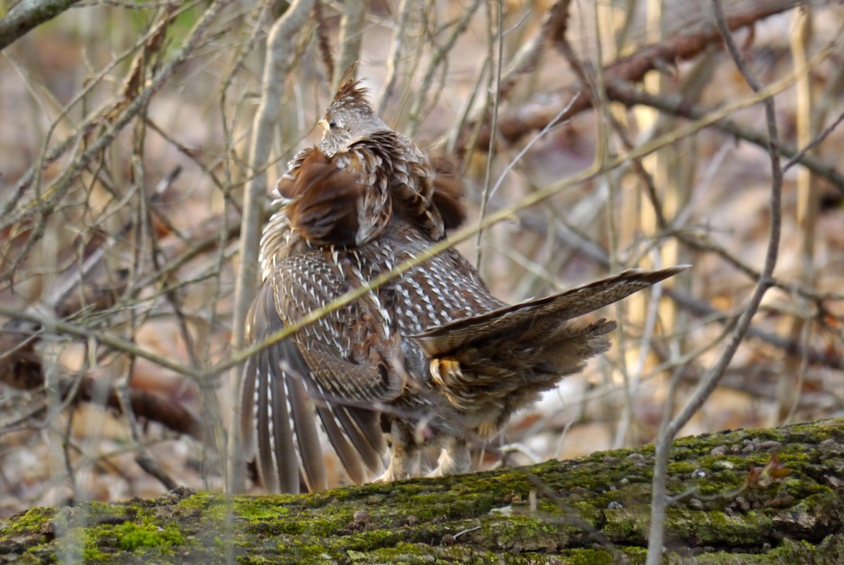 Ruffed Grouse - ML435682501