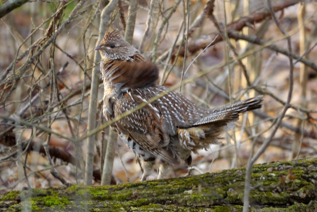 Ruffed Grouse - ML435682511