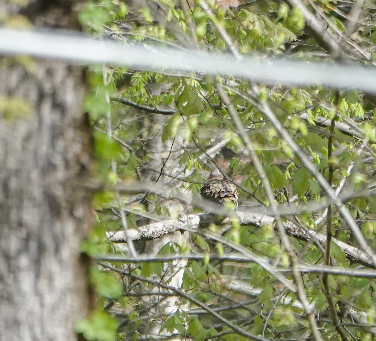 Mourning Dove - ML435683521