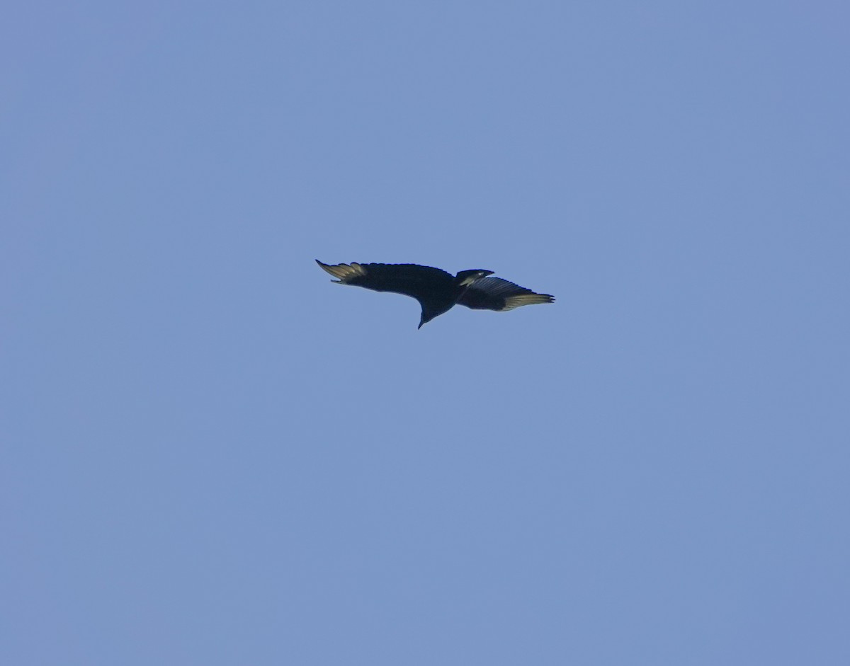 Black Vulture - ML435683541