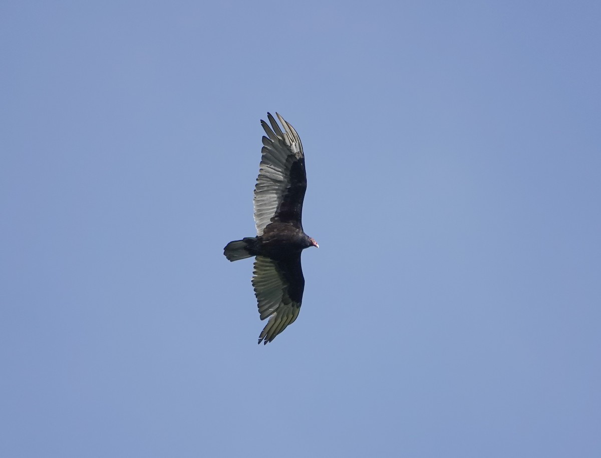 Turkey Vulture - ML435683571