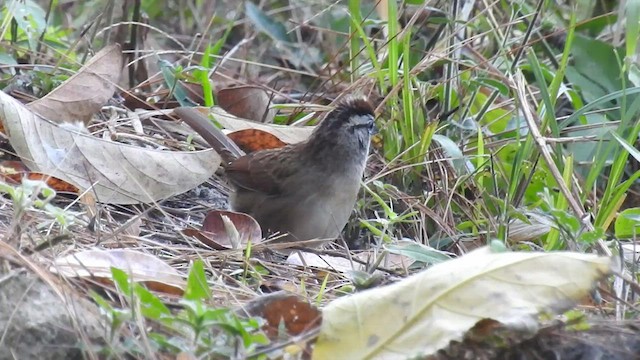 Rusty Sparrow - ML435683641