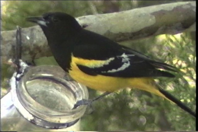 Oriole jaune-verdâtre - ML435684