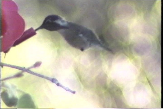 Costa's Hummingbird - ML435685
