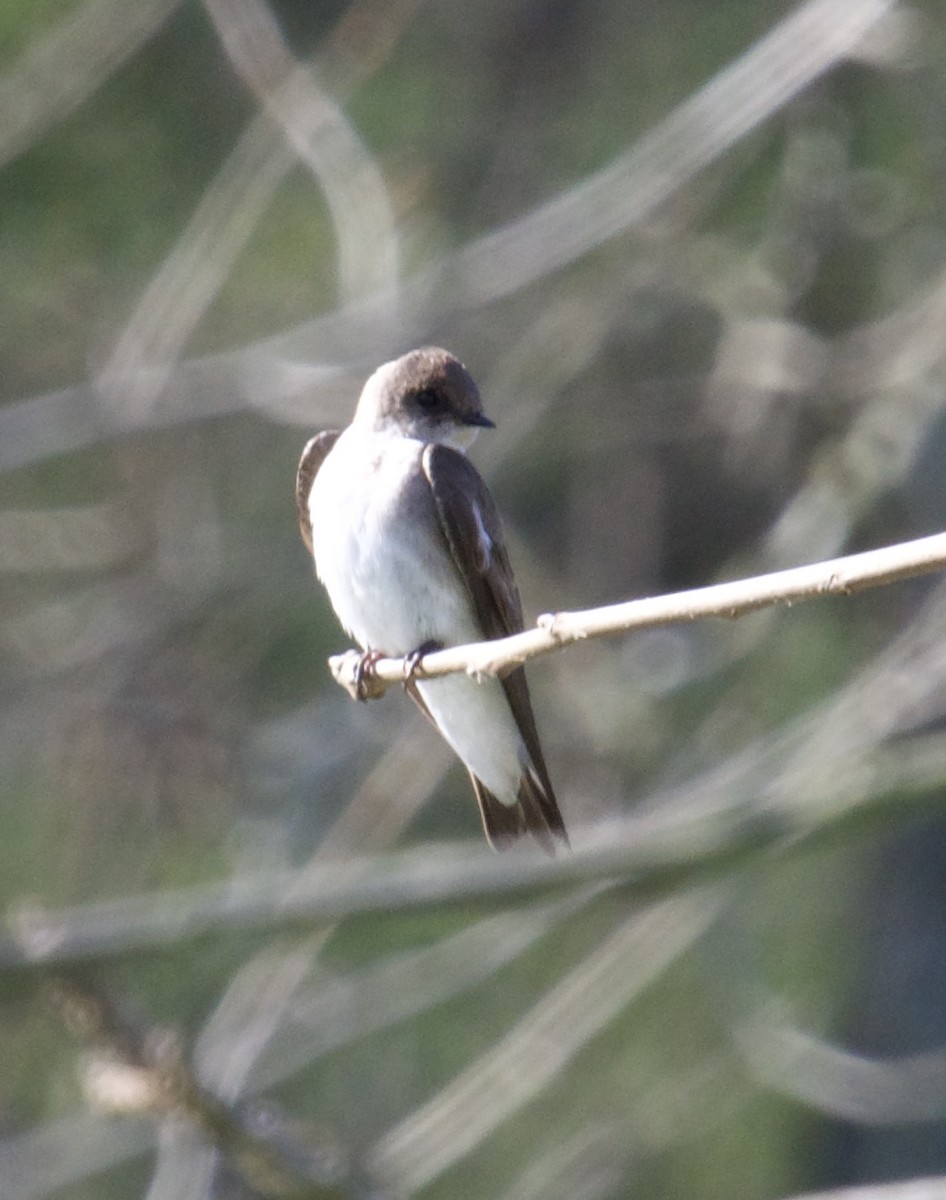 Northern Rough-winged Swallow - ML435685721