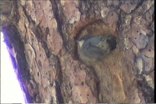 Pygmy Nuthatch - ML435687