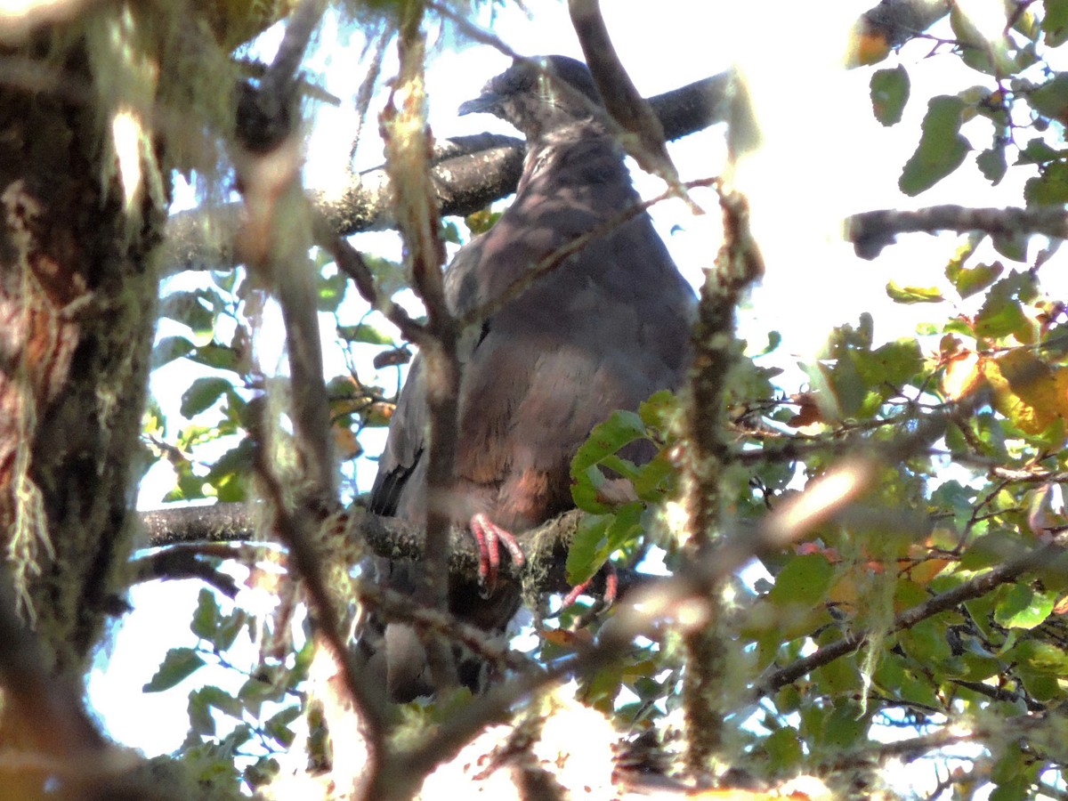 Pigeon du Chili - ML435687121