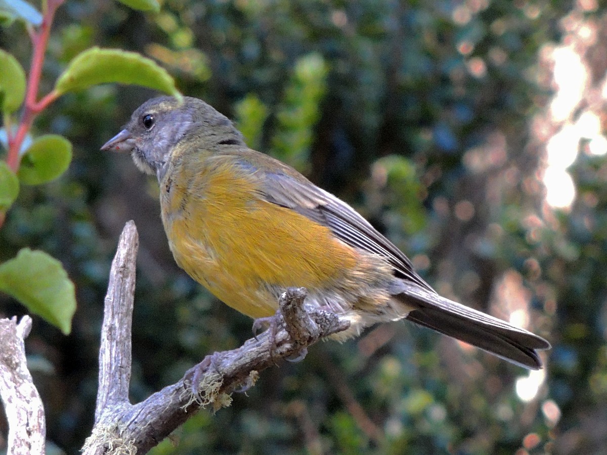 Patagonian Sierra Finch - Simón Pla García