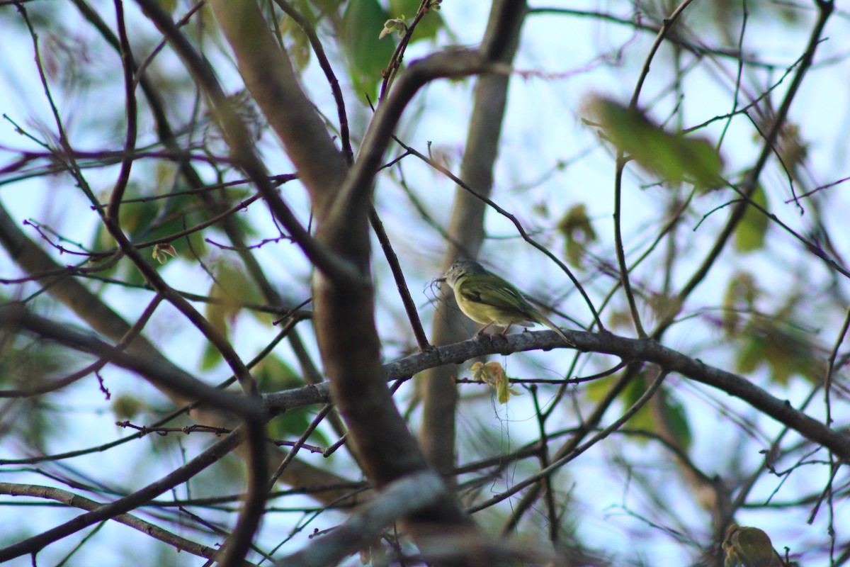Yellow-olive Flatbill - ML435687911