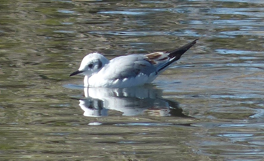 Bonaparte's Gull - ML435687981