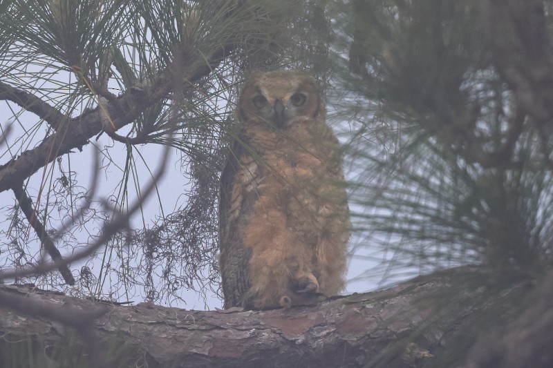 Great Horned Owl - ML435688251