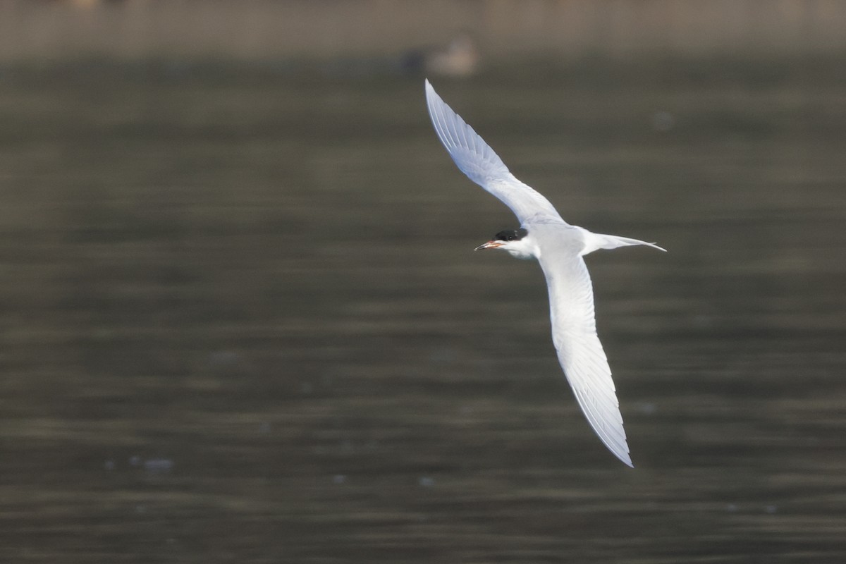 Forster's Tern - Tim Lenz