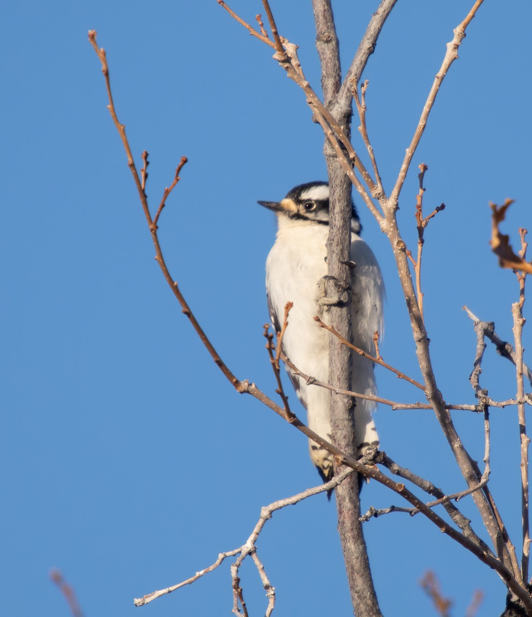 Downy Woodpecker (Rocky Mts.) - ML435688741