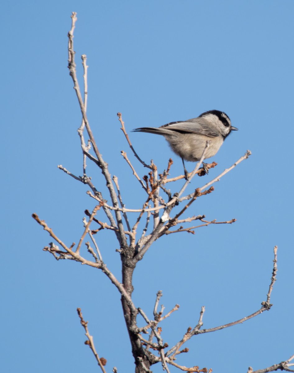 Mountain Chickadee - ML435688791