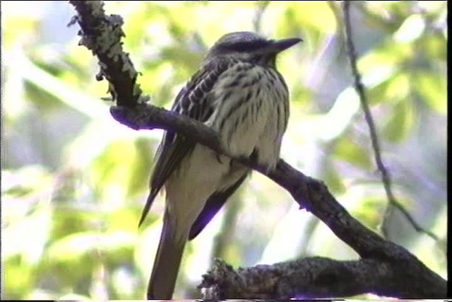 Sulphur-bellied Flycatcher - ML435689