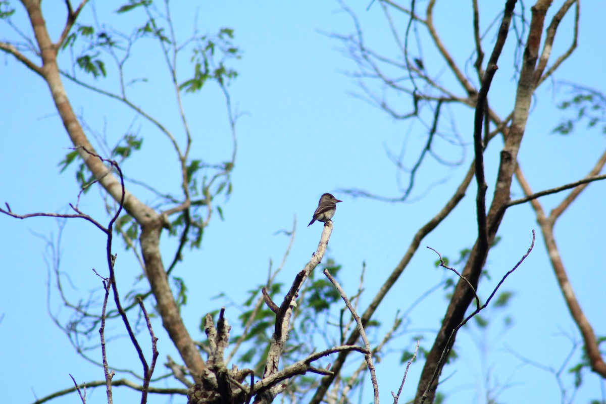 Northern Tropical Pewee - ML435689041
