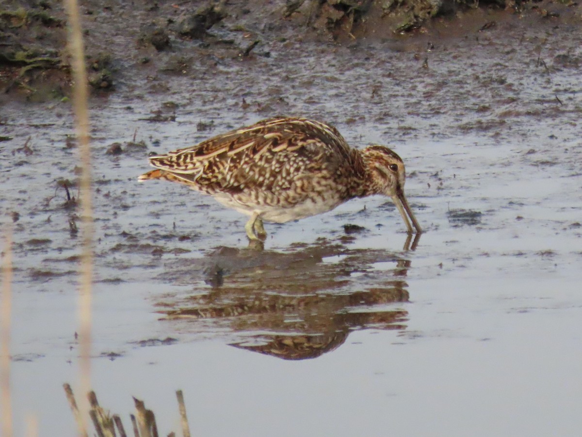 Common Snipe - ML435690561