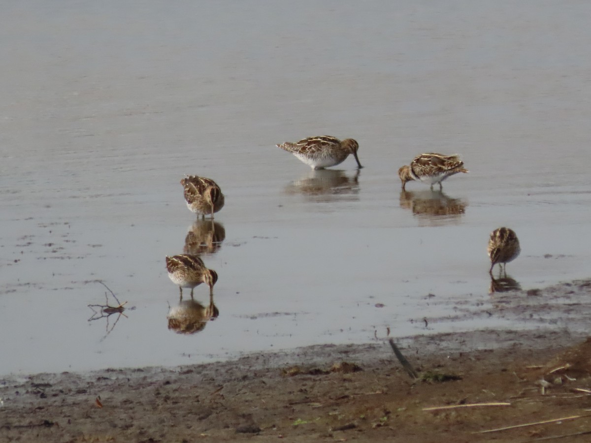 Common Snipe - ML435691141