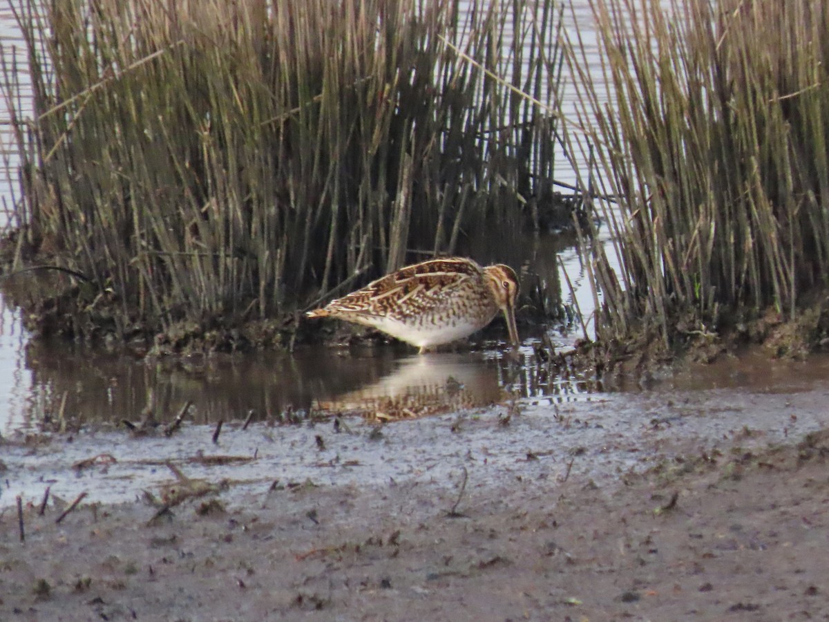 Common Snipe - ML435691151