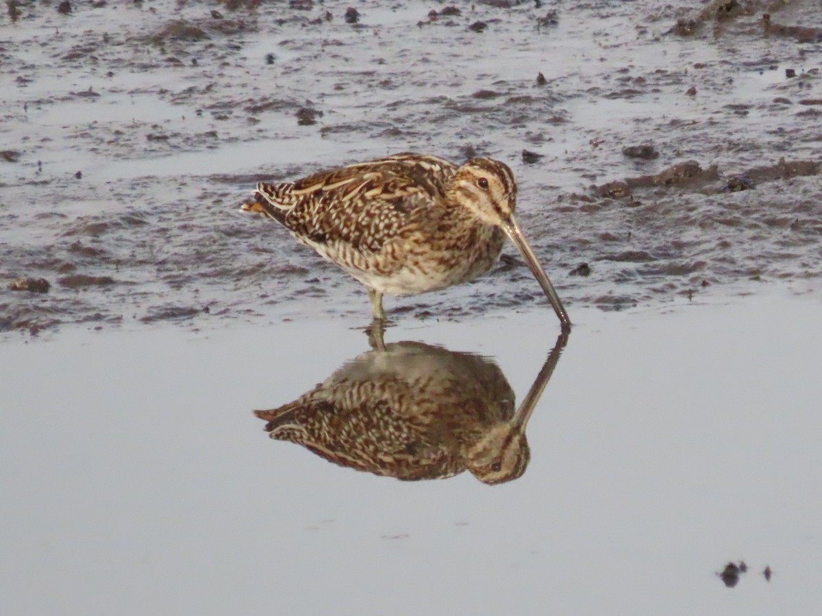 Common Snipe - ML435691161