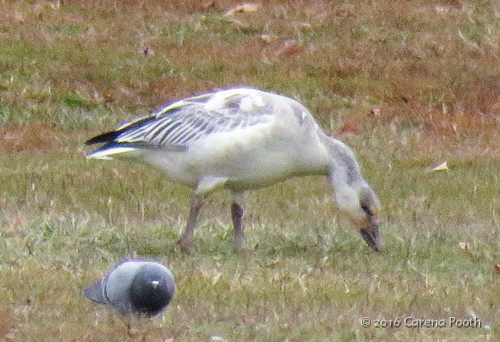 Snow Goose - ML43569121