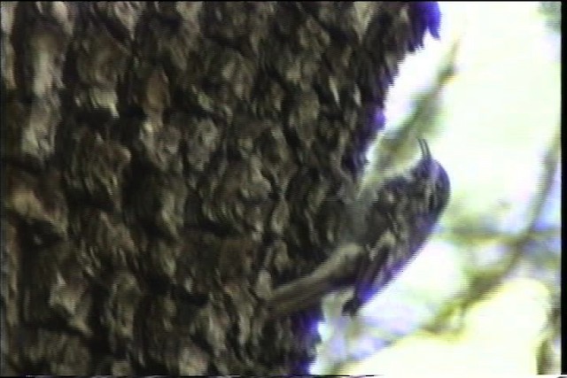 Brown Creeper - ML435692