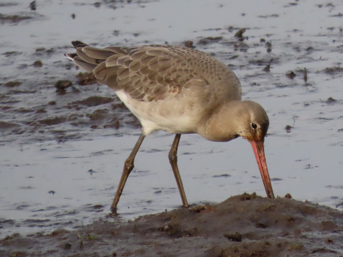 Black-tailed Godwit - ML435692081