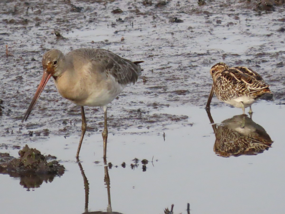 Black-tailed Godwit - ML435692121