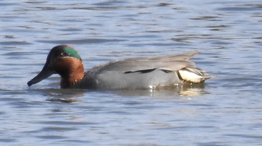 Green-winged Teal (Eurasian x American) - ML435692161