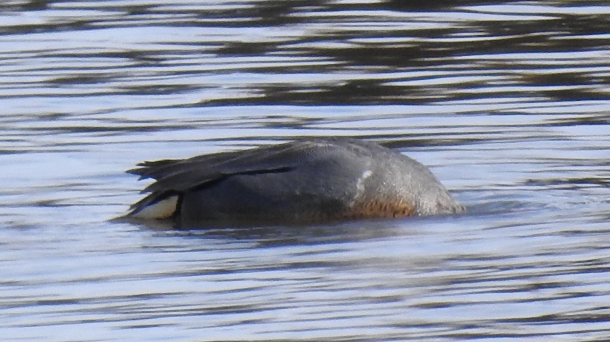 Green-winged Teal (Eurasian x American) - ML435692291