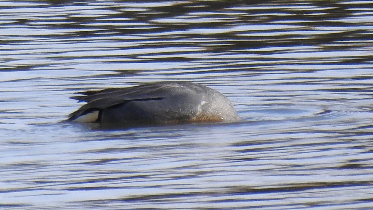 Green-winged Teal (Eurasian x American) - ML435692351