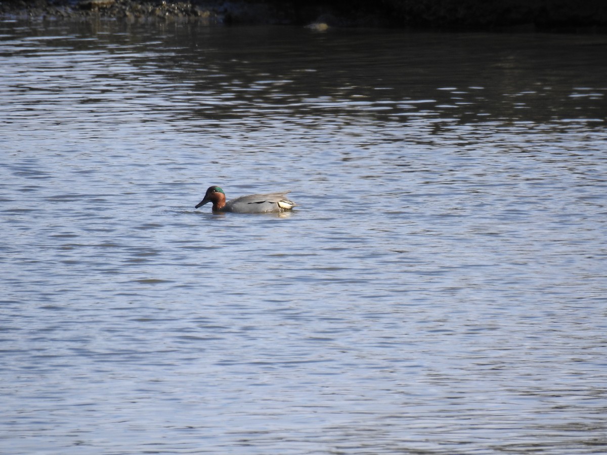 Green-winged Teal (Eurasian x American) - ML435692491