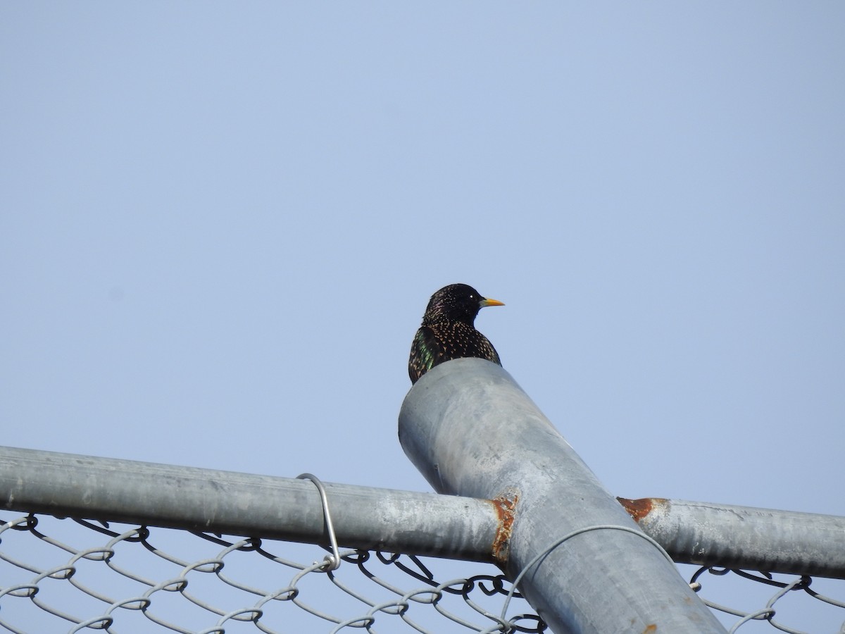 European Starling - ML435692771