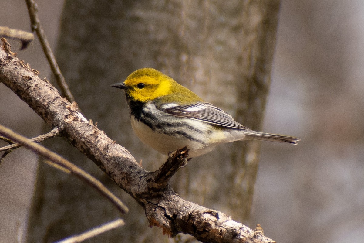 Black-throated Green Warbler - ML435692941