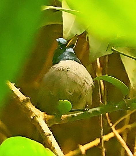 Blue-headed Crested Flycatcher - ML435692951