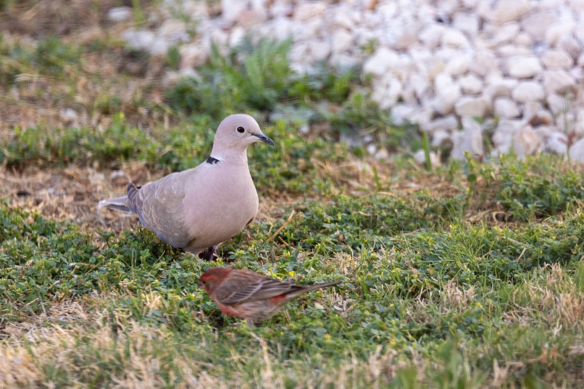 Eurasian Collared-Dove - Jeffrey Mann