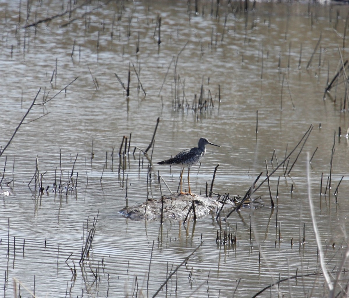 Greater Yellowlegs - Brett Andersen