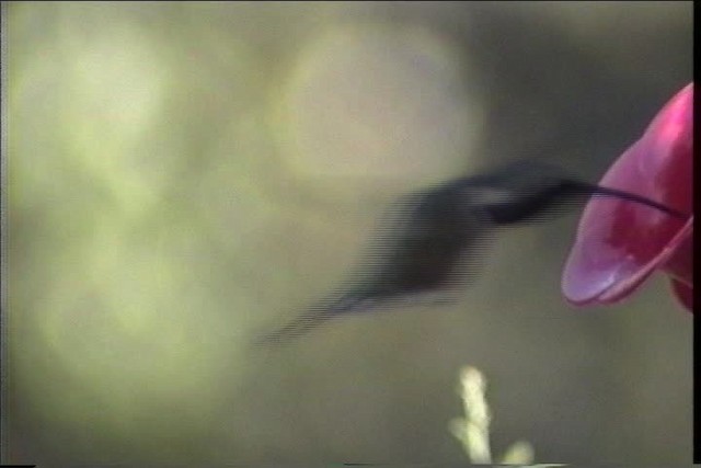 Lucifer Hummingbird - ML435696