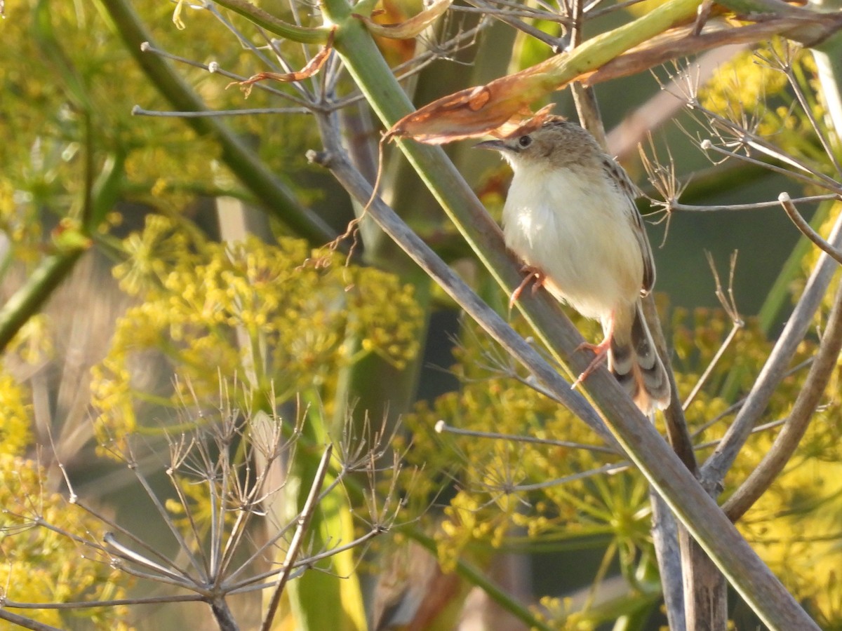 Zitting Cisticola - ML435696291