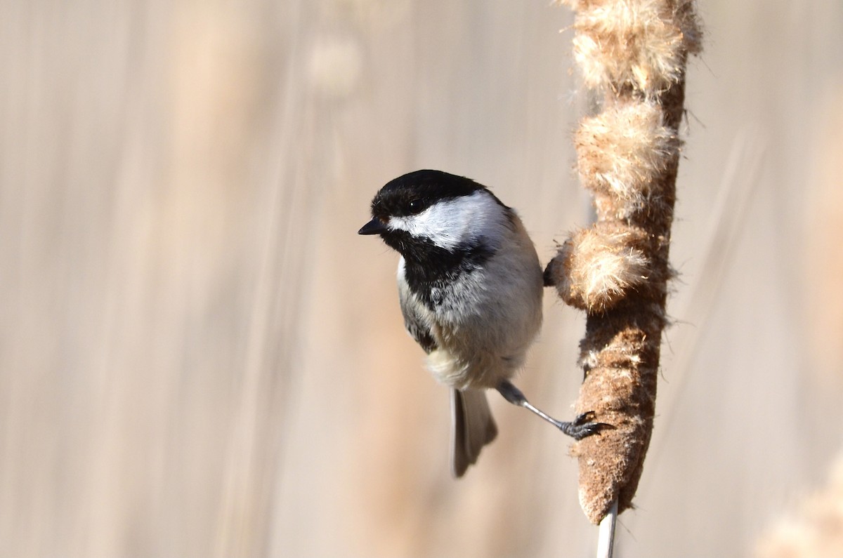 Black-capped Chickadee - Kate Derbyshire