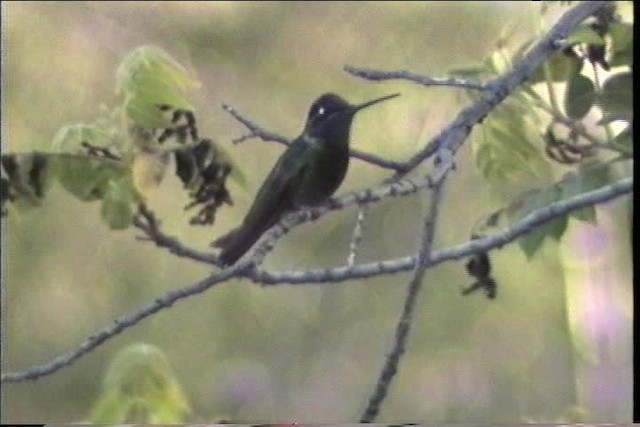 Colibrí Magnífico - ML435697