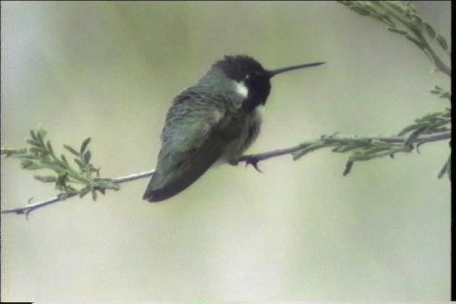 Colibrí de Costa - ML435698