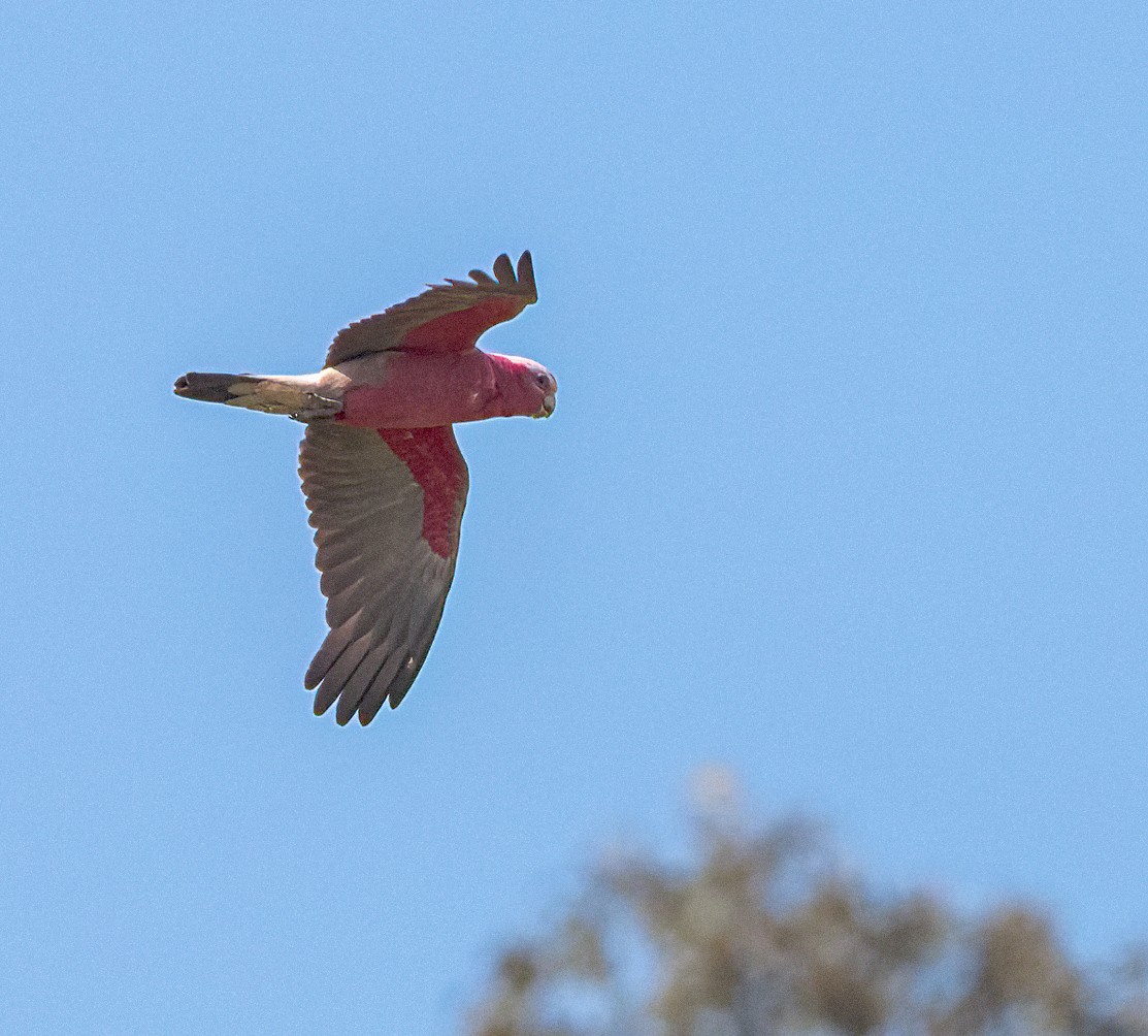 Galah - ML435698081